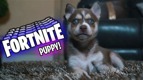 Puppy Plays Fortnite Battle Royale Infinity Gauntlet X7 Albert