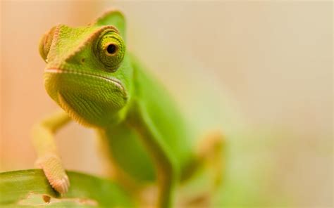 Selective Focus Photography Of Chameleon Hd Wallpaper Wallpaper Flare