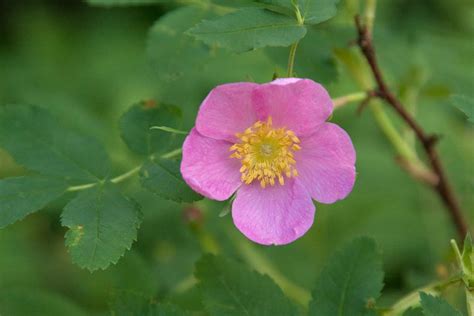 Wild Rose Crystalwindca Medicine Wheel Plants