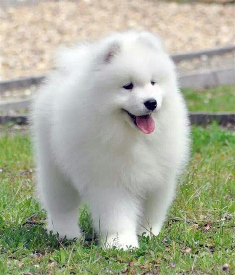 Samoyed Puppy So Cute ️ Samoyedo Perros Bonitos Perros