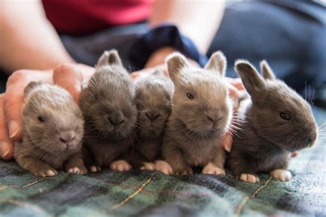 Cute Baby Rabbits 27 Pics That Will Melt Your Heart Bunnyopia