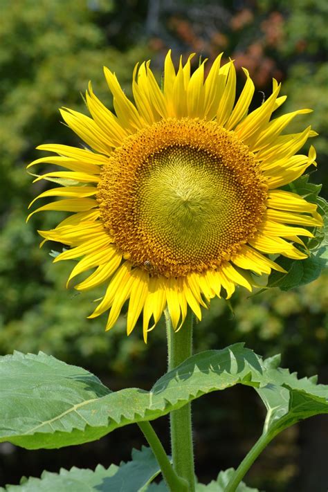 Free Images Sun Field Flower Petal Grow Botany Yellow Garden