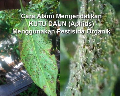Nah, agar daun cabai tumbuh subur dan tidak gagal panen, melansir dari berbagai sumber pilih varietas cabai yang tahan dan toleran terhadap virus kuning agar tanaman tumbuh lebih kuat dan. 20 Cara Membuat PESTISIDA ORGANIK / NABATI untuk Mengendalikan Kutu Daun