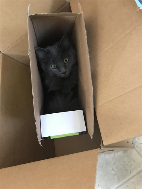 Cat In A Box ² Rcatsinboxes