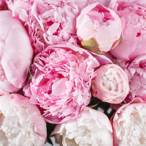 Learn About Peonies Here This May ~ The Flower Hub