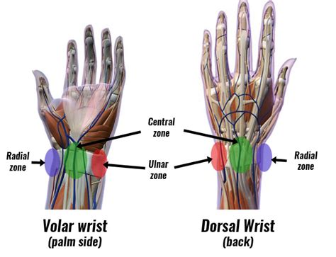 Anatomy And Injuries Of The Hand And Wrist Anatomical