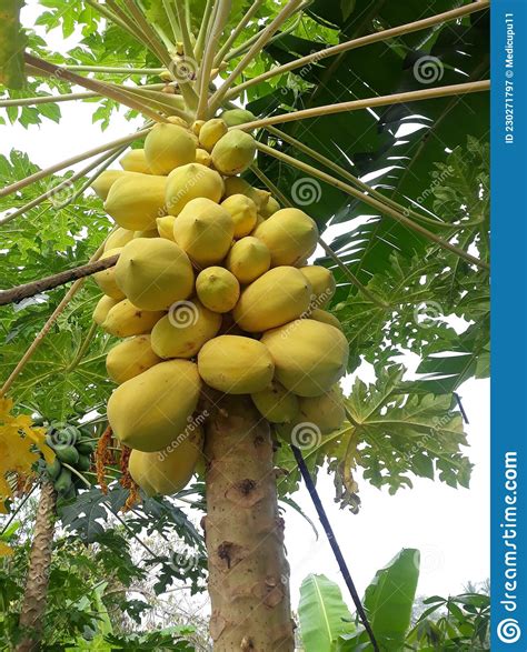 Asian Yellow Papaya Fruit In Indonesian Country Stock Image Image Of