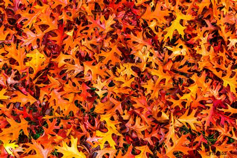 Golden Autumn Leaf Wallpaper Pattern Background Stock Photo Crushpixel