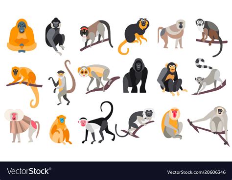 Collection Of Different Breeds Of Monkeys Vector Image