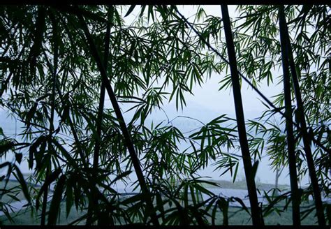 South Sichuan Bamboo Sea