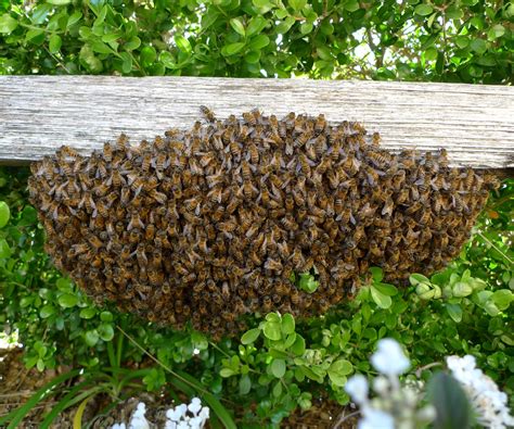 Collecting A Bee Swarm 6 Steps With Pictures Instructables