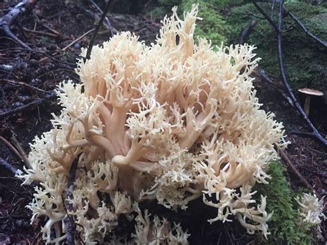 Crested Coral Mushroom Vancouver Island Bc Gohikingca