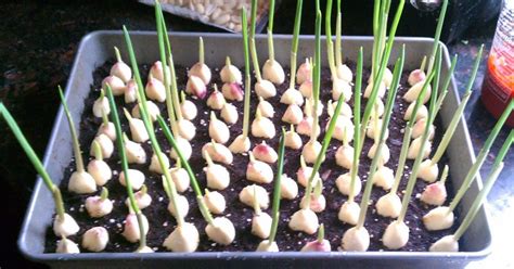 If you don't have one, try crushing them between two cutting boards, or possibly a knife blade and a cutting board, but be careful. How To Grow Garlic At Home