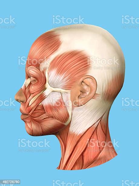 Anatomy Side View Of Major Face Muscles Stock Photo Download Image