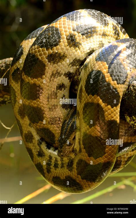 Dark Spotted Anaconda Eunectes Descheuenseei French Guiana Stock