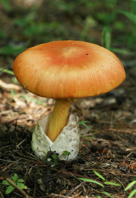 American Caesars Mushroom Amanita Jacksonii Taken 72 Flickr