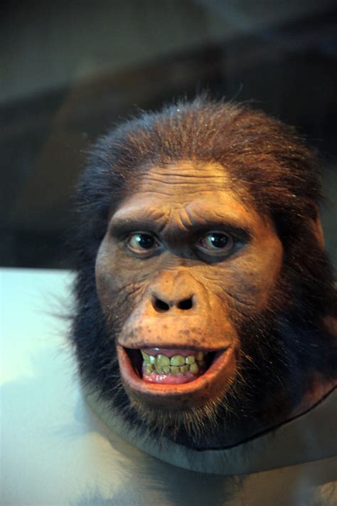 Australopithecus Africanus Adult Female Head Model Smithsonian