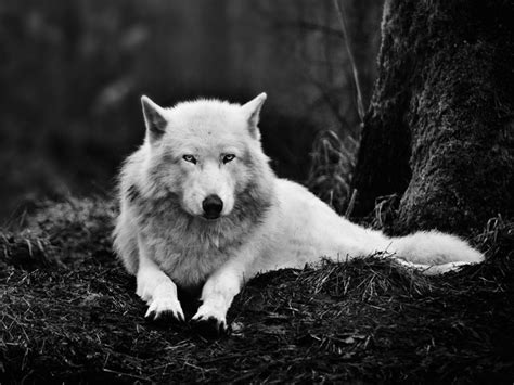 Anime black and white wolf wallpaper is free hd wallpaper. White Wolf Relaxed Wallpaper | Free HD Wolf Backgrounds