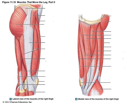 Muscles Of The Medial Thigh Teachmeanatomy Images