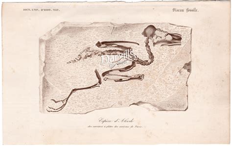 Original Antique Hand Colored Engravings Of Animals Birds Reptiles