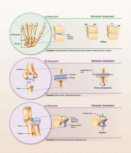 Types Of Synovial Joints Flashcards Quizlet
