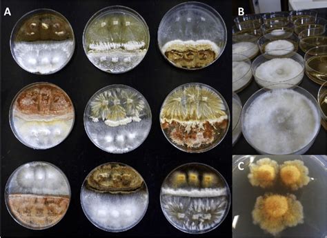 Images Of Fungi Growing And Interacting In Agar Media Panel A Shows A