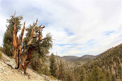 Photo By Daveyninflickr Bristlecone Pine Forest Deserts Of The World