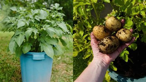 How To Grow Sacks Full Of Potatoes 7 Weird Ways That