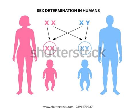 Sex Determination Humans Development Sexual Characteristics Stock Vector Royalty Free