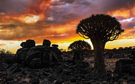 Mesosaurus Fossil Bush Camp Fire Sky Over South Namibia