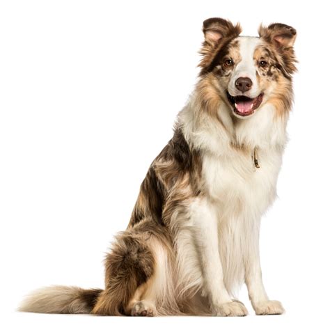 Everything About Australian Shepherds Breeding And Care