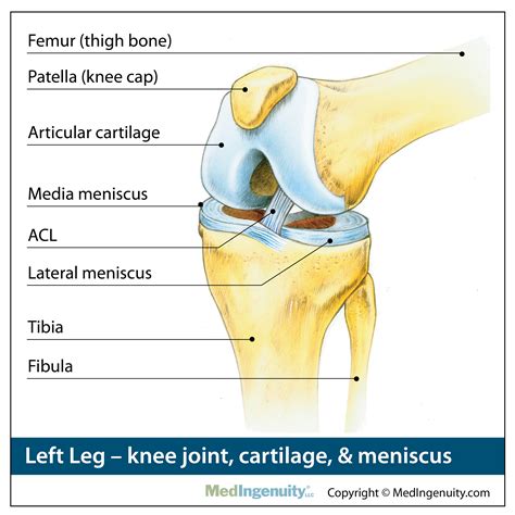 The knee joint is the largest synovial joint in the body and it's these articulations between the femur and the tibia and also between the patella and when the joint is flexed, so when the femur is pulled up this way, you get a little bit of medial and lateral rotation. Orthopedic Anatomy Library - Northwest Hills Surgical ...