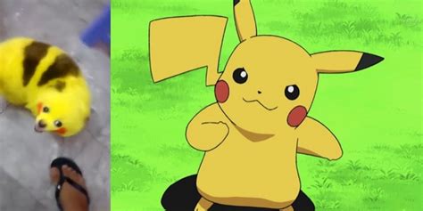Animals That Look Like Pikachu