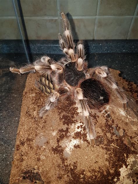 The Biggest Spider In My Collection Giant Acanthoscurria Geniculata Female Rtarantulas