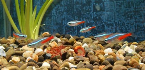 11 Best Cory Catfish Tank Mates With Pictures Aqua Movement