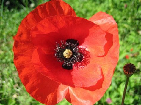 Red Corn Poppy Seeds Garden Hoard Hand Harvested Heirloom Seeds