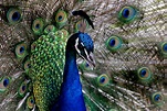 1080x1800 resolution | close-up photo of Peacock, pavo cristatus HD ...
