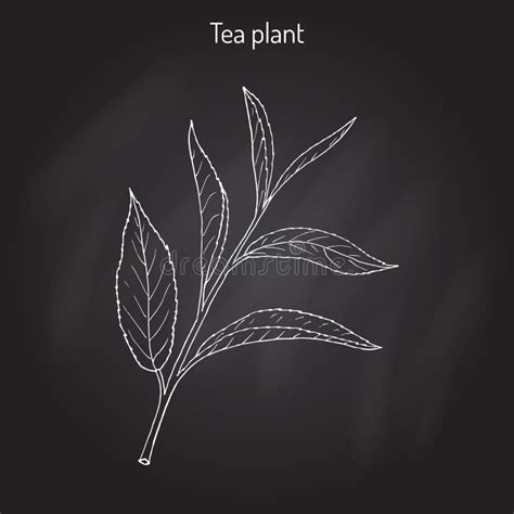 Tea Plant Camellia Sinensis Stock Vector Illustration Of Organic