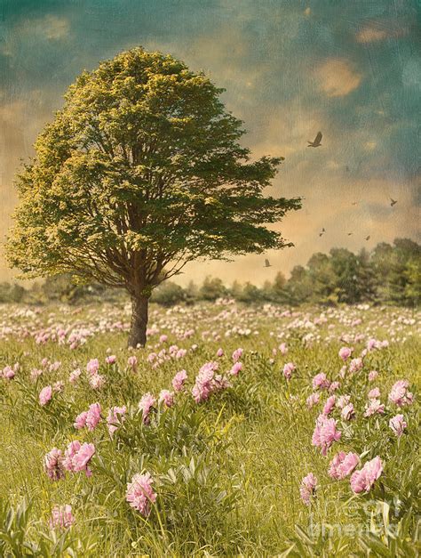 Tree In A Field Of Flowers Photograph By Sandra Cunningham Fine Art