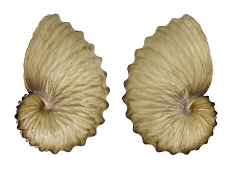 Argonauta Hians Argonautidae Specimen Sea Shell Picture Ts172616