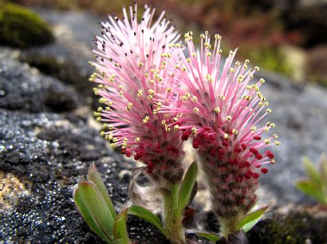 Plants Arctic Tundra