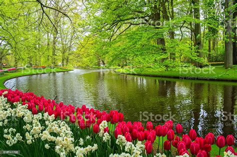 Beautiful Spring Flowers Near Pond In Keukenhof Park In