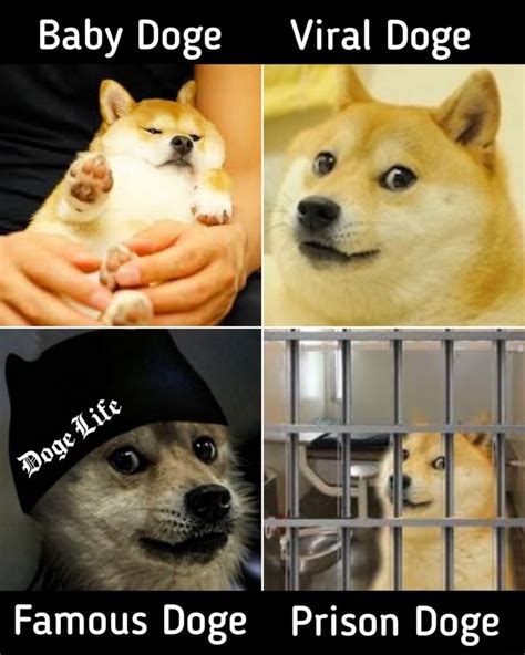 Baby Doge Viral Doge Famous Doge Prison Doge Ifunny