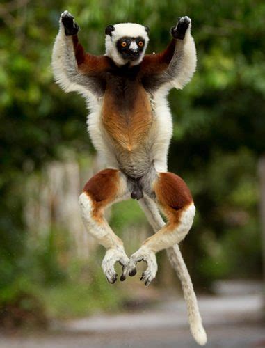 12 Adorable Jumping Animals That Are Too Cute For Words