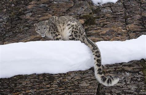 Looking At You By John Gregg Snow Leopard Unusual Animals Wild Cats