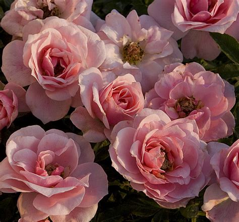 Sweet Sunblaze Miniature Rose Natorps Online Plant Store