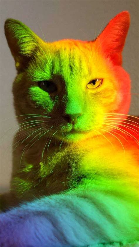 Cat And Vibrant Colored Light Art Cats Rainbow Cat Funny Cat Captions