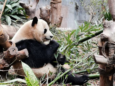 Panda In Sichuan Chengdu Research Base Of Giant Panda Breeding