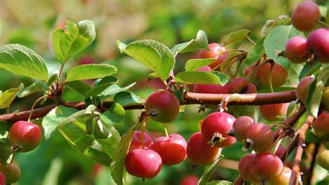 How To Grow Crabapple Trees From Cuttings