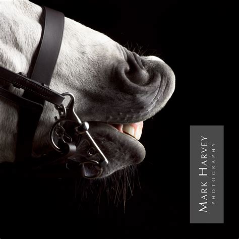 Sniff By Mark Harvey Horse Art Commercial Photography Character Uk